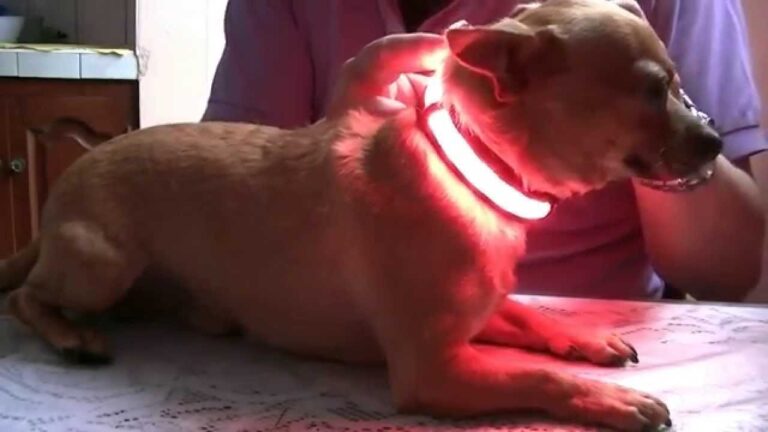 Descubre cómo hacer un collar LED para tu perro y mantén su seguridad en la oscuridad